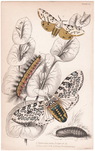 Plate 19

Arctia Hebe